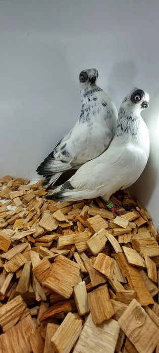 Szek, szeki. Krotkodzioby polski