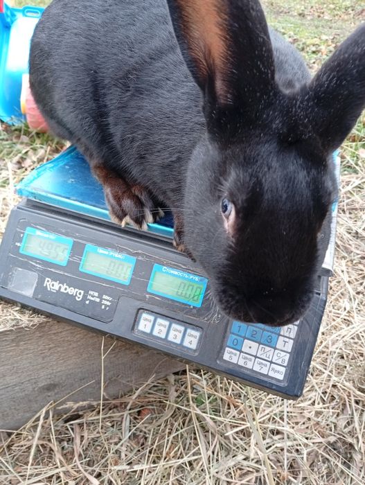 Продам кролів самець для спакри або на забій