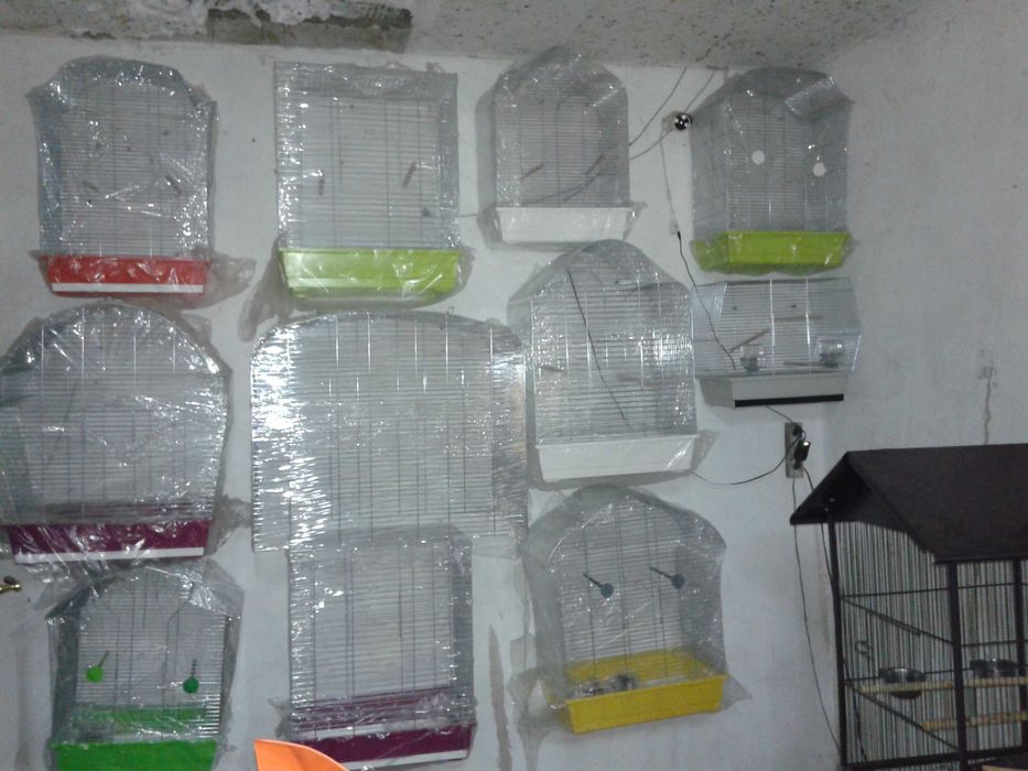 PAPUGA ALEKSANDRETTA obrożna ręcznie karmiona