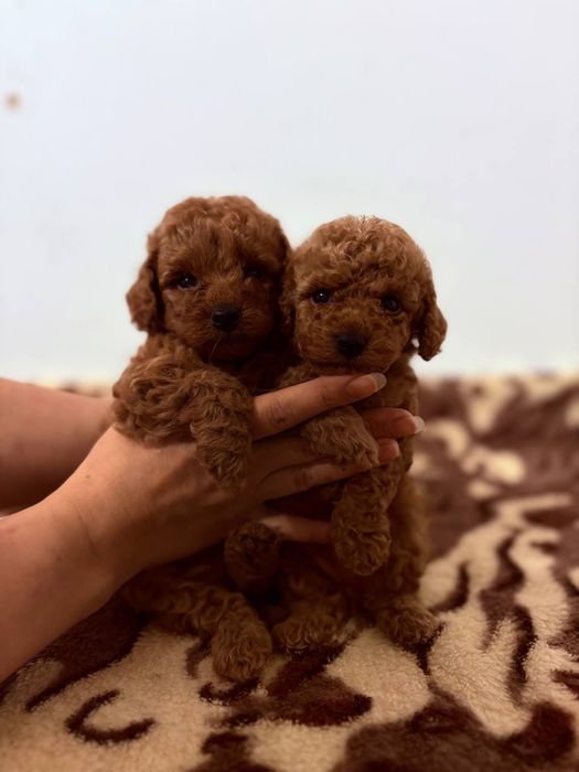 Пудель той мальчик-красавчик