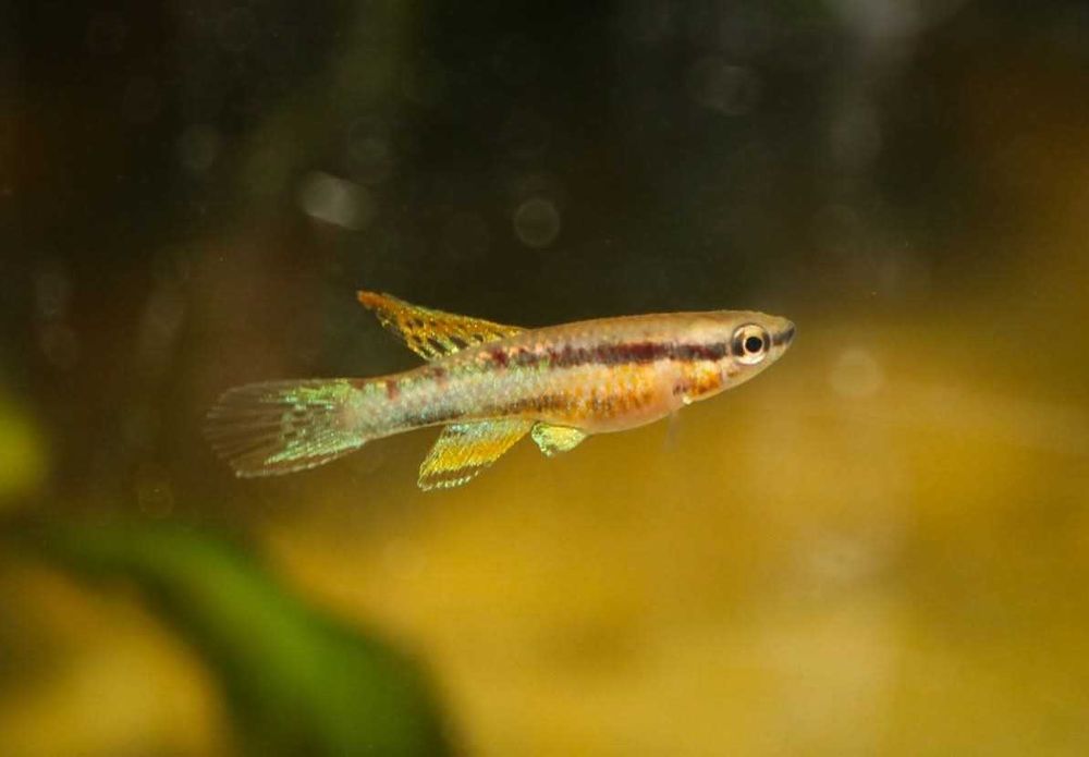 Chromaphyosemion bivittatum "Fungé"