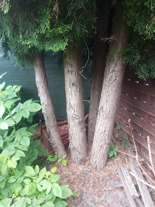 Tuja szmaragd 450-500cm