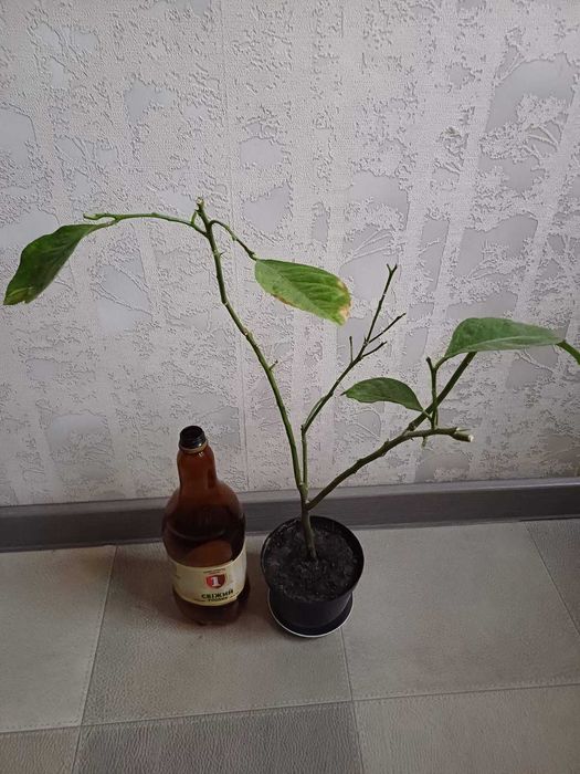 ЛИМОН кімнатний Павлівський плодоносящий ГРАНАТ кімнатний з плодами