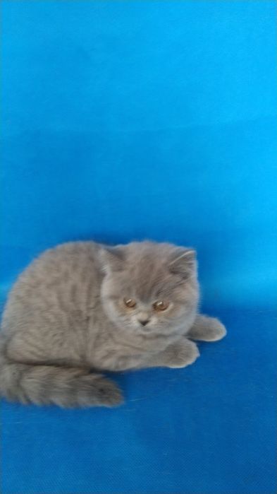 Котенок британский короткошерстный
