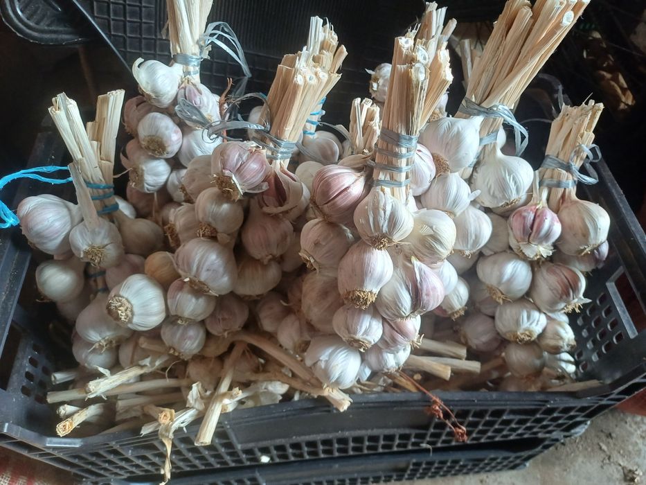 Alhos roxos nacionais