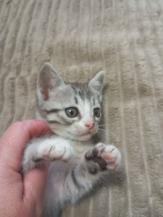 Кошенята маленькі