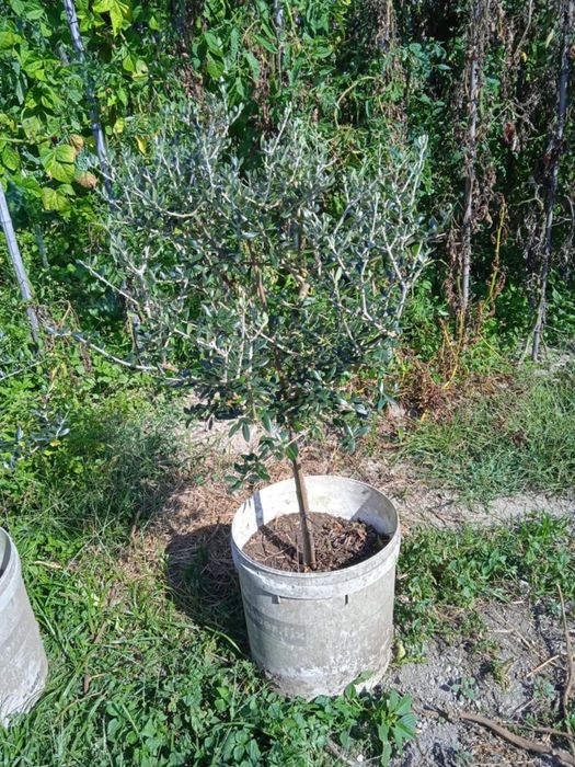 Vendo oliveiras bonitas para jardim