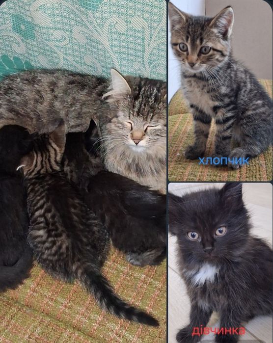 Кошенята шукають добру люблячу родину