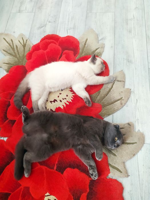 В'язка шотландських котів