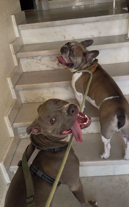 Passeios para cães e Pet Sitting (Primeira visita gratuita)