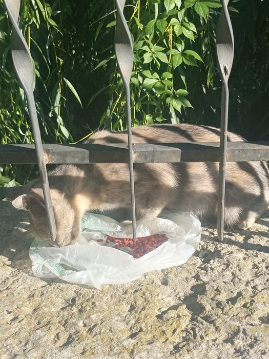Кошенята шукають домівку