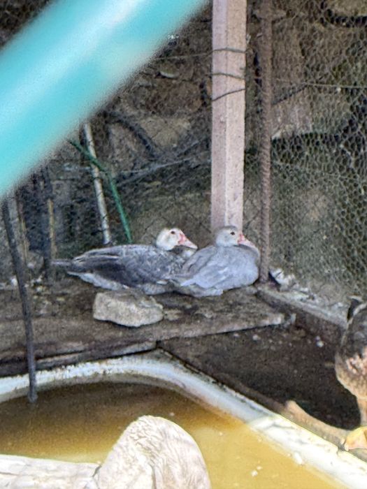 Patos grandes e bebes  para venda