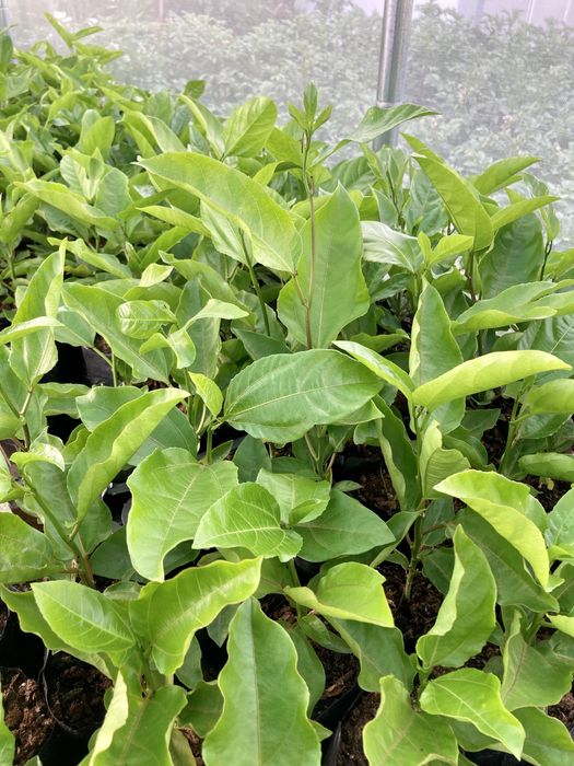 Maracujá Amarelo (Passiflora edulis flavicarpa)