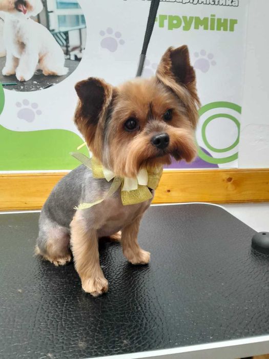 В‘язка йорк (йоркширський тер'єр)