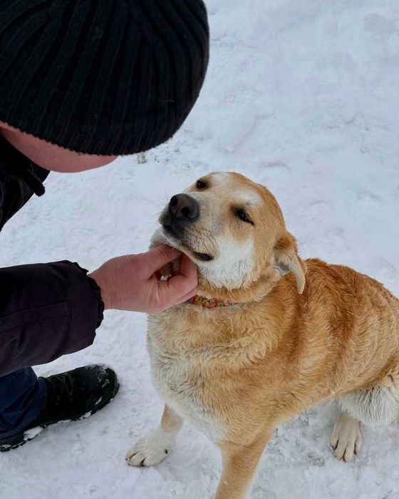 Куб, метис, шукає дім