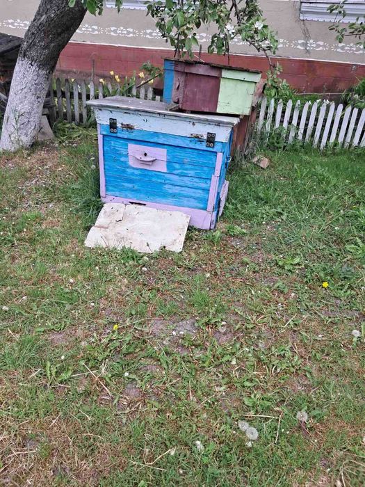 Вулики із сім'ями