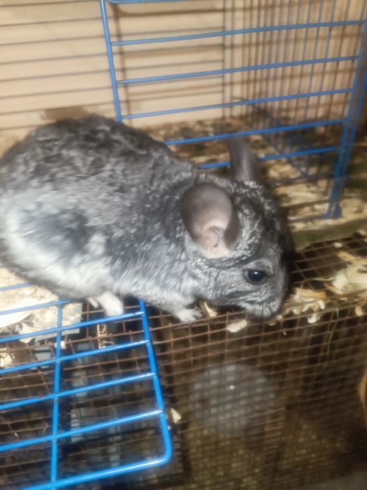 Гризунчик хлопчик