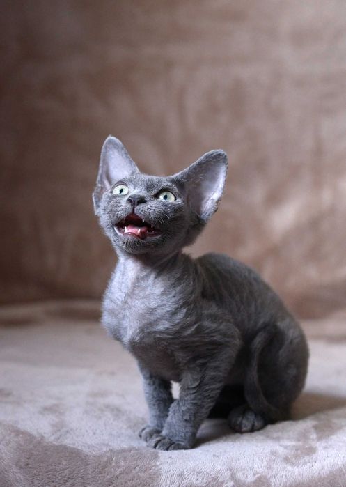Dziewczynka Devon Rex z rodowodem FPL