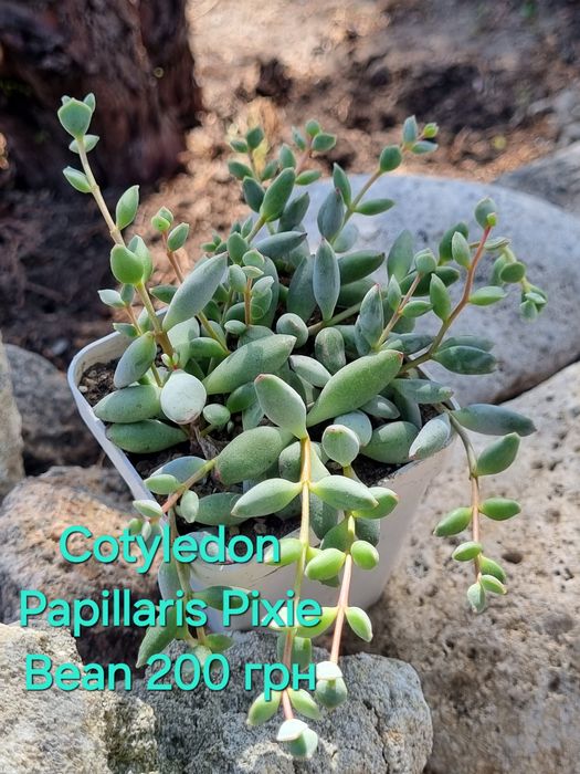 Сукуленти Echeveria Kalanchoe