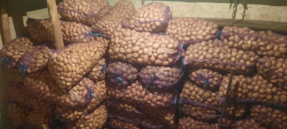 Картопля домашня