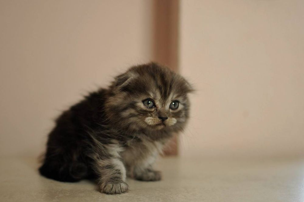Кошенята шотландські