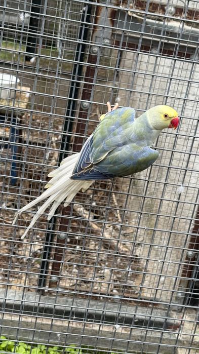 Violeta Turquesa Cc Macho 2024