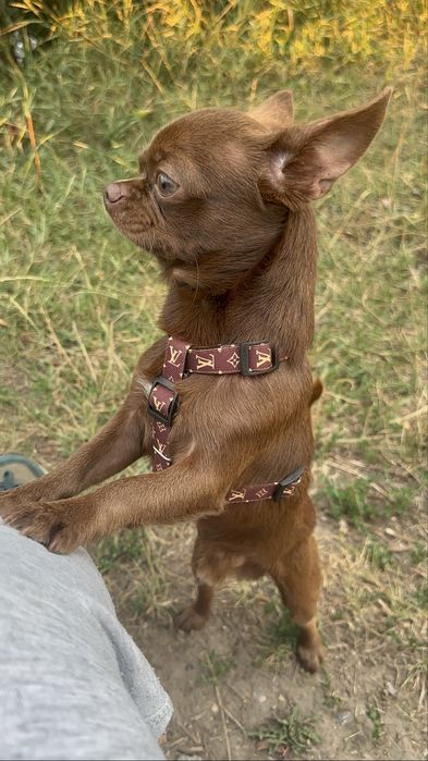 Чихуахуа . Мальчик .Вязка. Ищем невесту