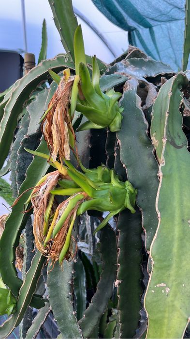 Mudas de pitaya autopolinizantes e autoferteis