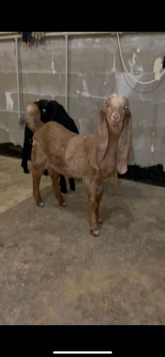 Козенята 75% Каморі