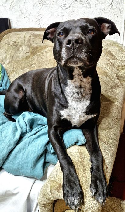 Pit bull для злучки