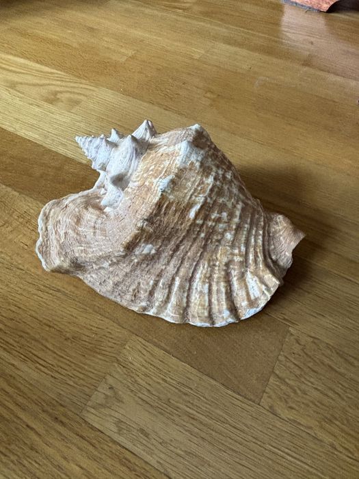 Ракушка карибского моря.