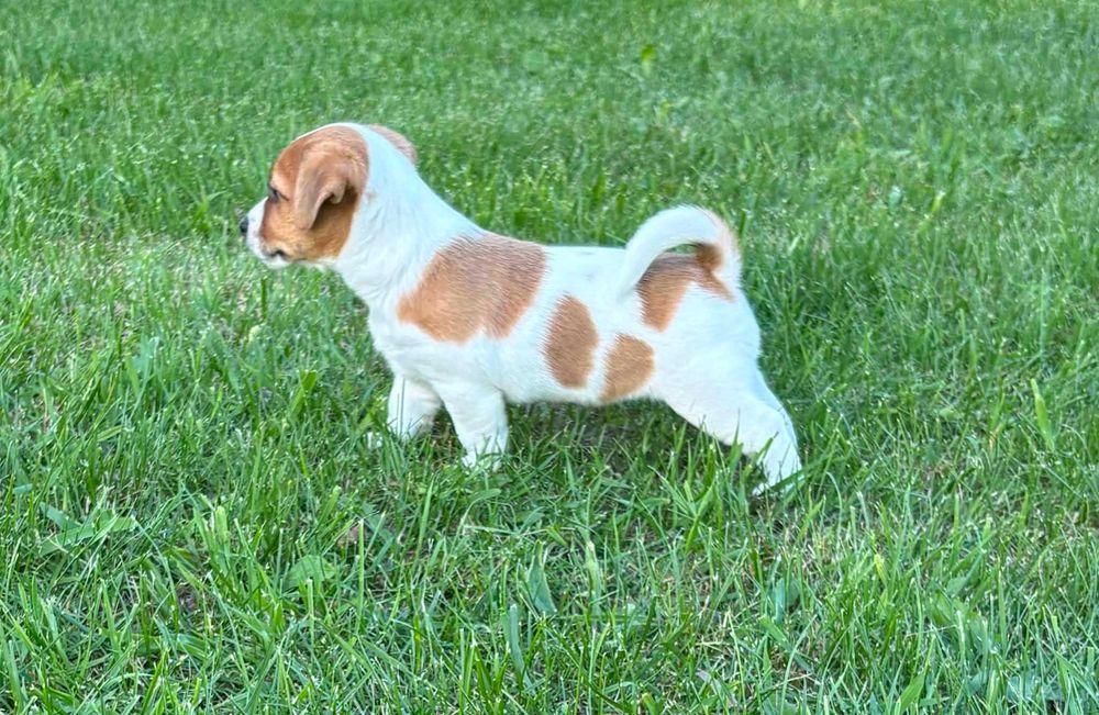 Jack Russell Terrier –  suczka Heca!