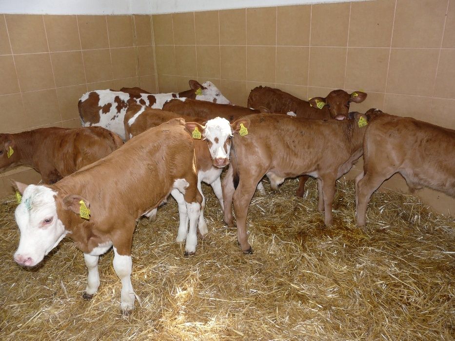 Jałówki MM HF NCB Waga 55-90 KG Polskie Duży wybór