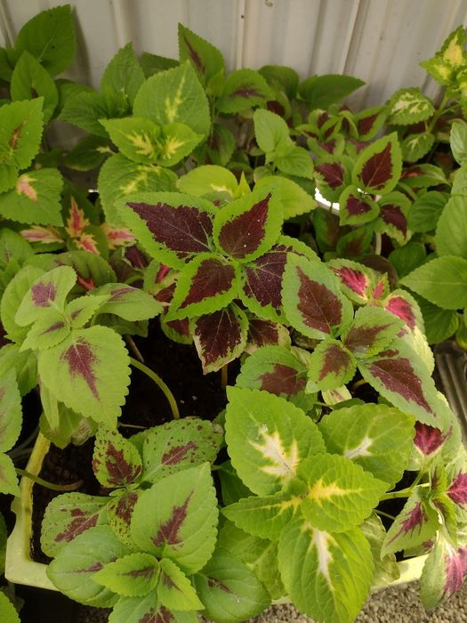 Koleus  petunia zorza wieczorna.