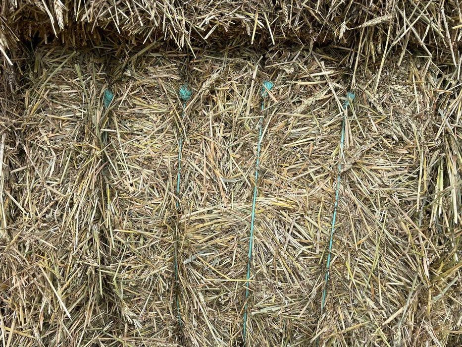 venda de feno de trigo