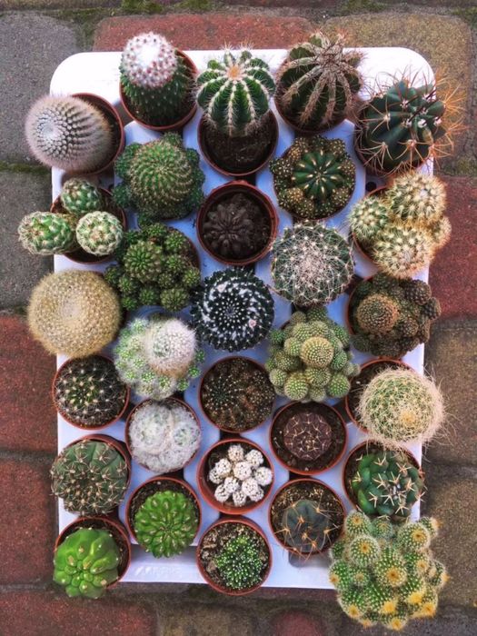 Кактуси сукуленти грунт  найбільший вибір в Україні