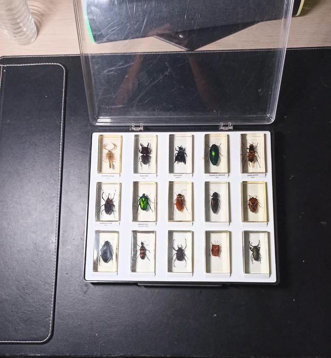 Coleções de insectos