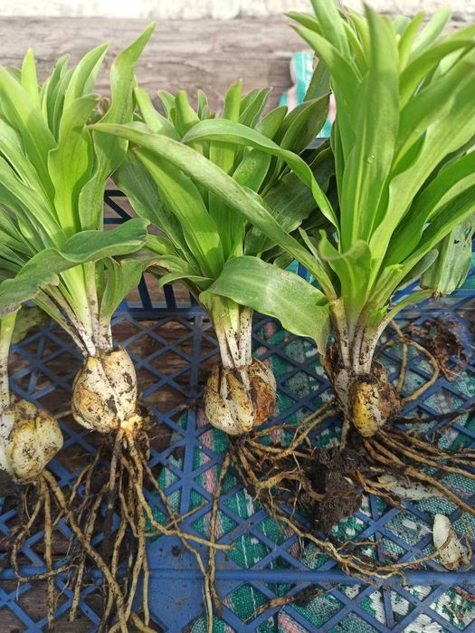 Продам цибулини білої лілії