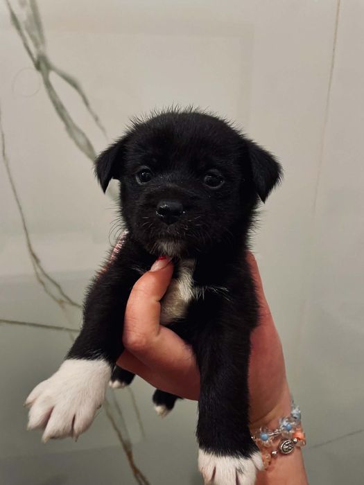 Jack russel terrier mix