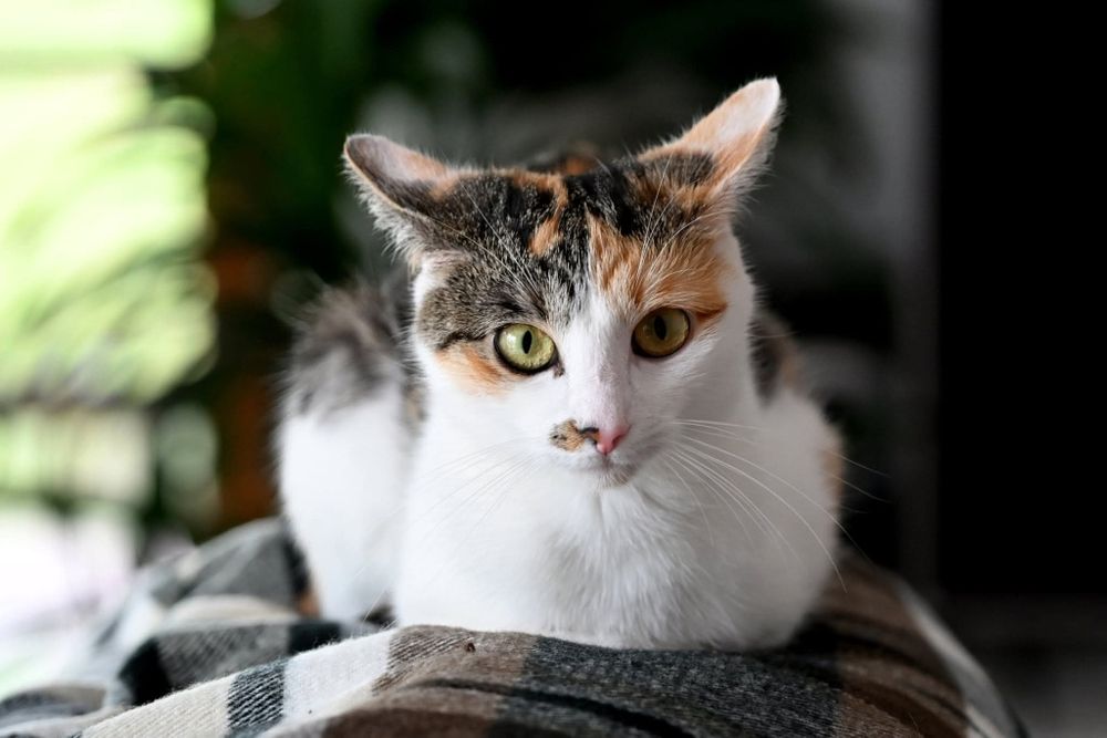 Urocza trikolorka Nana czeka na swój wymarzony dom