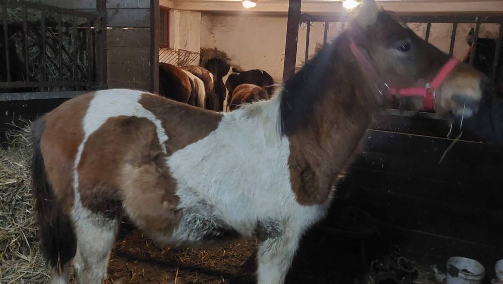 Ogier huculski Roczny