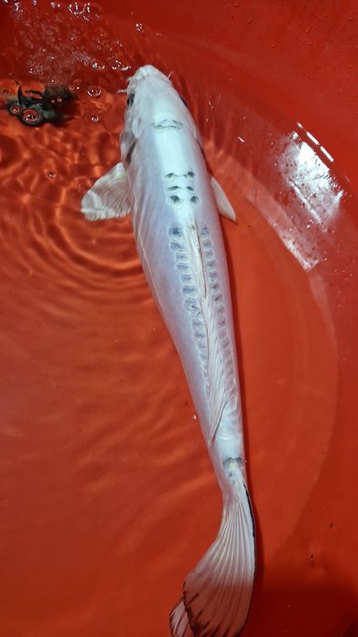 Carpa koi branca