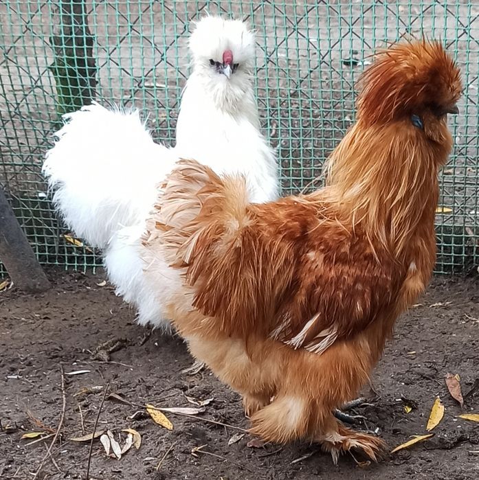 Koguty silki jedwabiste USA z 2025