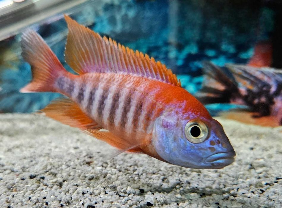 GB MALAWI Pyszczak Aulonocara Jacobfreibergi Eureka - dowóz ryb!