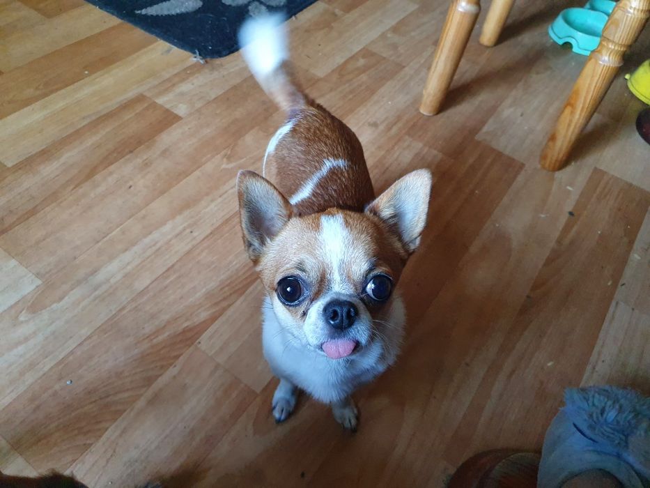 Пропоную для в'язки