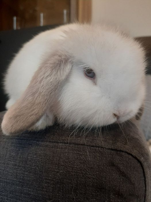 Króliki baranek karzełek miniaturka mini lop