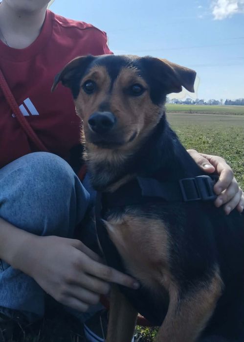 Piesek kundelek oddam