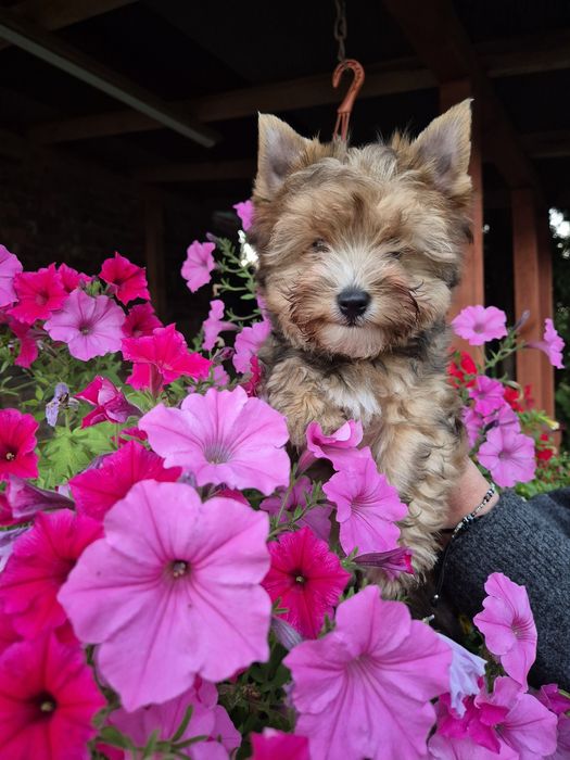 Yorkshire terrier