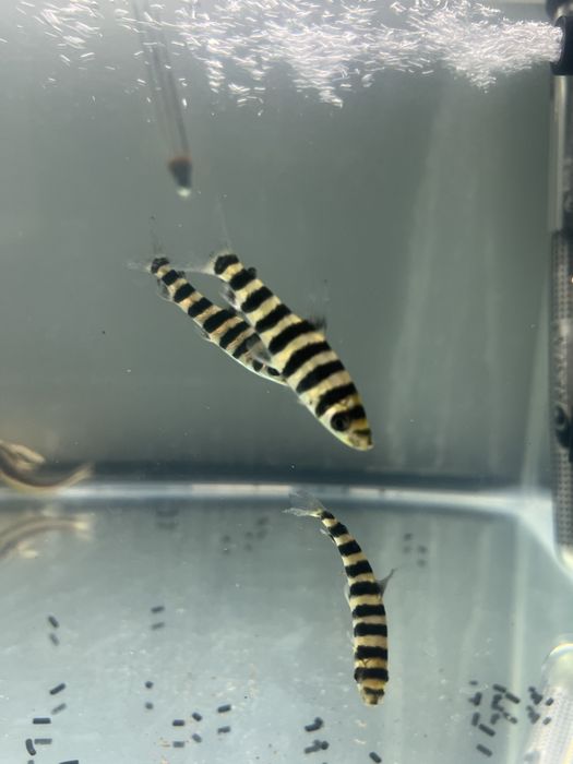 Leporinus affinis 5/6cm!
