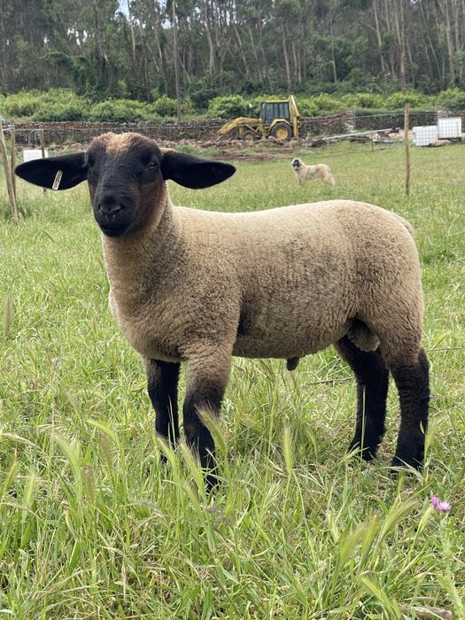 Borrego suffolk puro com certificado